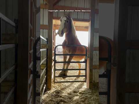 Newly rescued Belgian Draft Horse tries to climb a fence while waiting for dinner #shortvideo