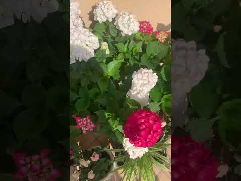 #nature #relaxingmusic #mysimplegarden