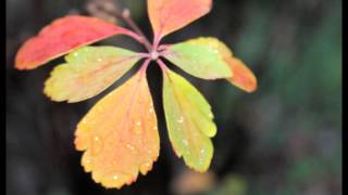 Dave Alvin - &quot;Nine Volt Heart&quot;