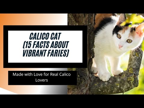 Calico Cat| 15 Interesting Facts About Calico Cats