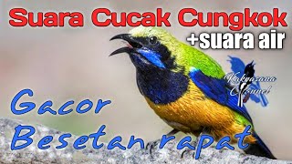 Download lagu Suara Cucak Cungkok  Suara air untuk Masteran dan Terapi | Masteran Murai | Masteran Cucak Hijau mp3