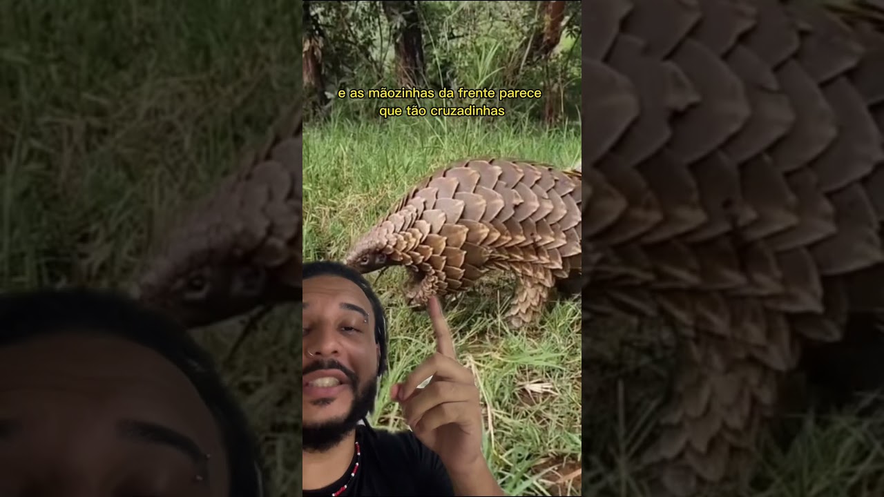 PANGOLIM, o bicho DIFERENCIADO! | Biomesquita