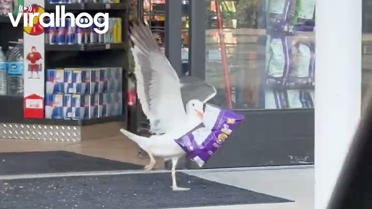 Sneaky Seagull Snags a Snack || ViralHog