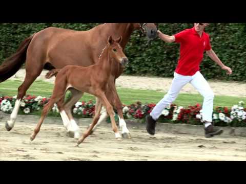 61 Baroness Stute v. Borsalino - Belissimo M