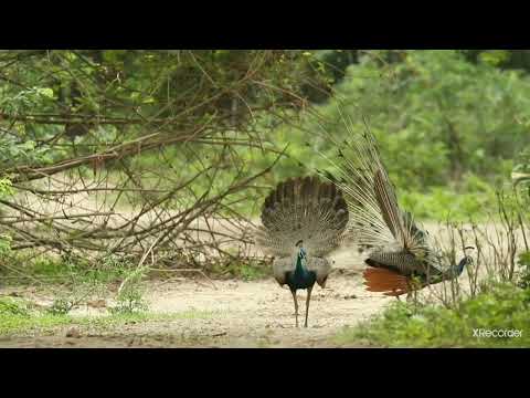 Amazing Nature Displaying || Hash Omaima ||