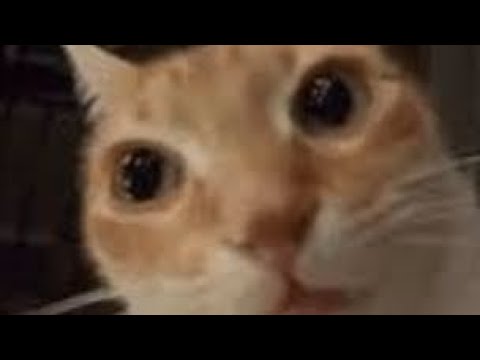 BODY DISCOVERIES || Danganronpa Hope Gathers despair ||