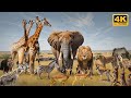 Discover The BEST Wildlife Moments With Elephant Lion Zebra More In 4K Ultra HD