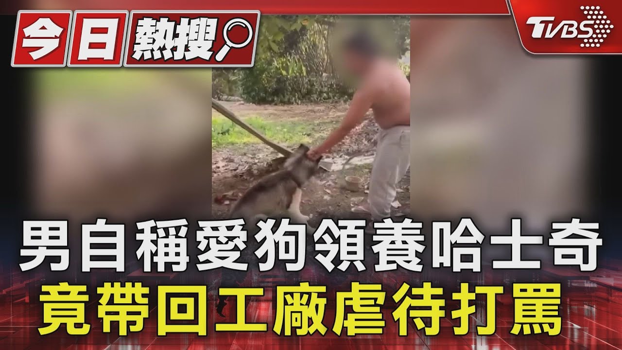 男自稱愛狗領養哈士奇 竟帶回工廠虐待打罵