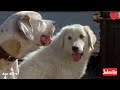 Homeward Bound Whatsapp Status Part 5