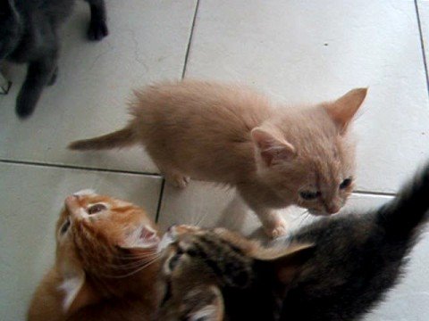 Puppies and Flowers : Noisy kittens waiting for dinner!
