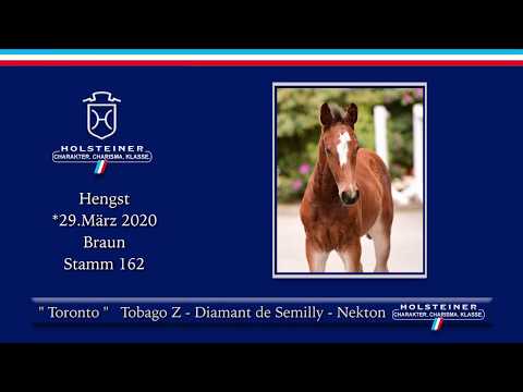 Holsteiner Online-Fohlenauktion 2020 - Toronto