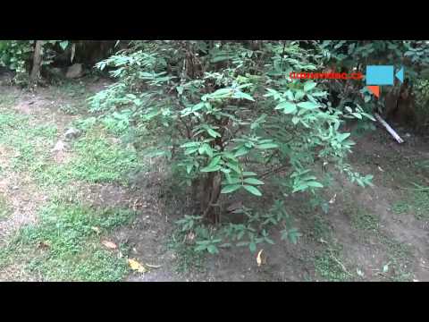 Kamčatská  borůvka