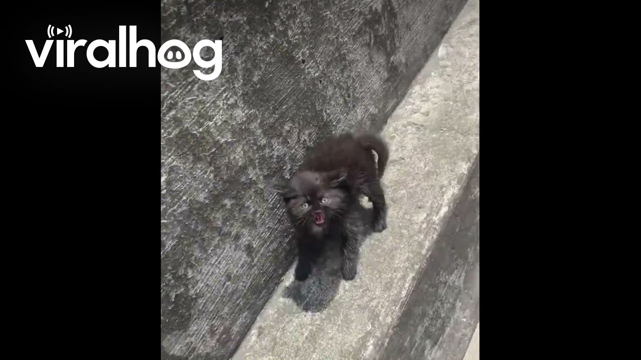 Catching a Feisty Stray Kitten || ViralHog