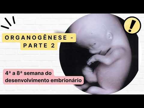 Organogênese (parte 2) - 4ª a 8ª semana do desenvolvimento embrionário