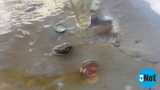 preview picture of video 'Corpos estranhos encontrados em vasilhame lacrado de coca-cola'