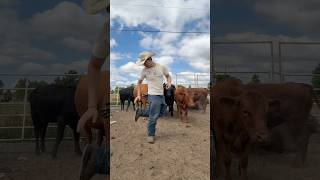 Outfit Vaquero, Botas, y Sombrero 🤠#distintonorte#eleganterecords #condistinto#viral #elzapatazo