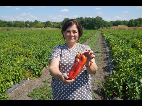 Названо найвигідніші для України сорти перцю 0