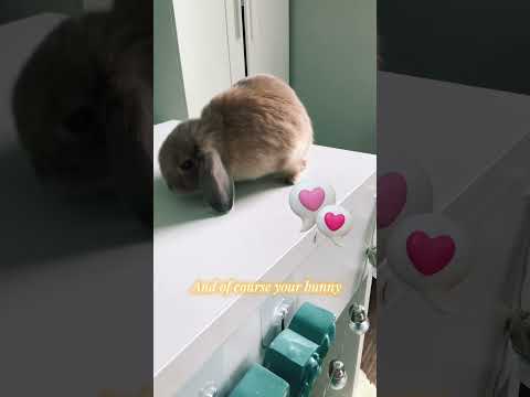 How to teach your bunny to jump on command!💕