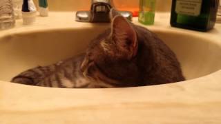 Kitty is a bad boy and knows it.