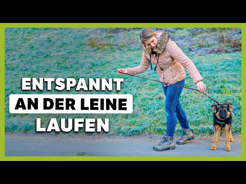 Leinenführigkeit: 2 einfache Schritte für DIREKTEN Erfolg!