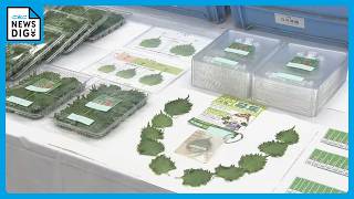 ベトナム国籍の男女３人に在留資格にない仕事を… ３人は大葉の梱包作業を行う 農園の代表者らを逮捕「内職のベトナム人は従業員ではない」容疑を否認