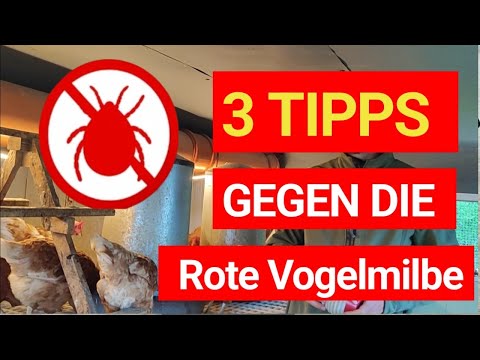 ⚠️ Chickens no longer laying eggs? 3 tips to get rid of red mites in your chicken coop!