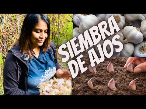 , title : '🧄🧄Siembra  de Ajos 🧄🧄en climas fríos, siembra ahora y cosecha en grande en el verano, zona 7b'