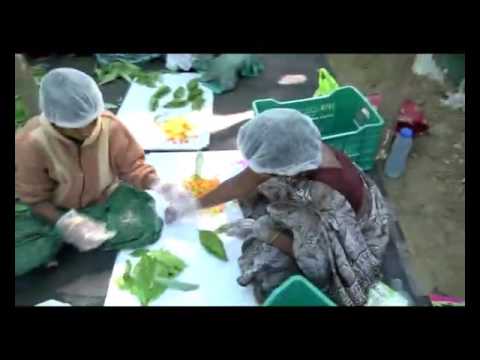 Insulin leaf powder, packaging size: 200gm