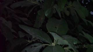 lost tapes special features of the lost episodes  in a brokin house