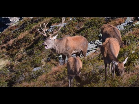 Hirschbrunft in den Alpen #5