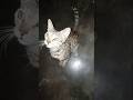 Cat Meow Meow Loudly