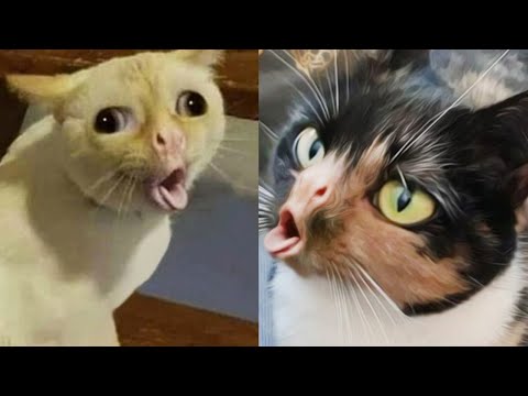 YouTube video about: Why do cats gag when they smell food?
