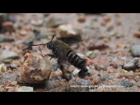 モモブトスカシバの吸水　マレーシア