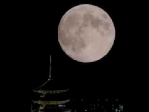 ヤコブのはしご、天のはしご 植物