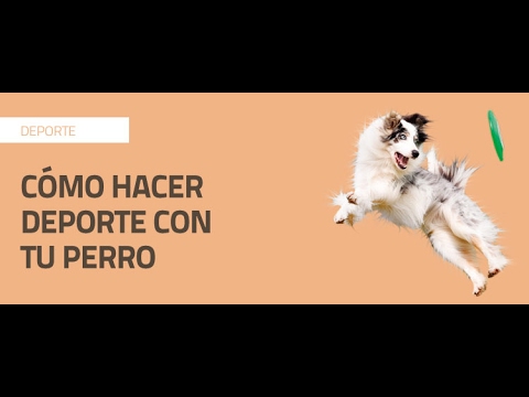Cómo hacer deporte con tu perro