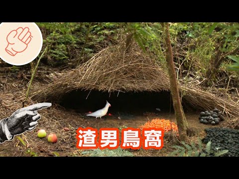 鳥巢在家好嗎