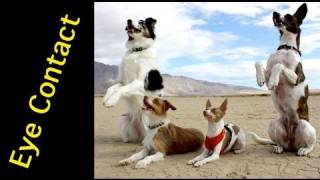 How to train Attention and Eye Contact!