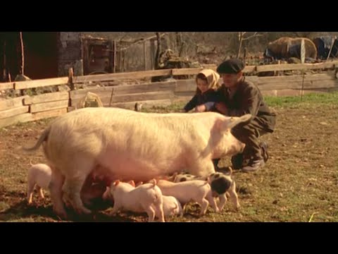 The Pig and the Black Truffles - The Lords of the Animals