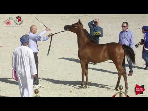 N 8 ANOOD ALYAH   UAE Nationals 2019