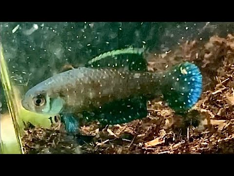 オレンジ色の魚