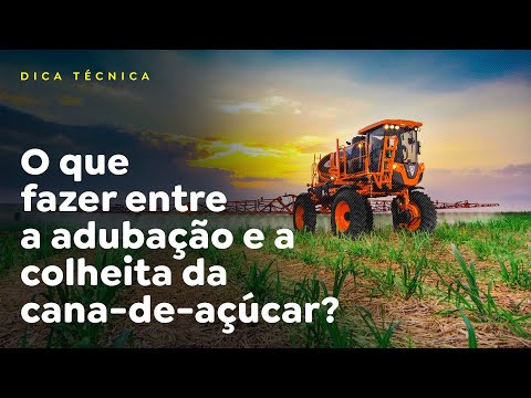 O que fazer entre a adubação e a colheita da cana-de-açúcar?