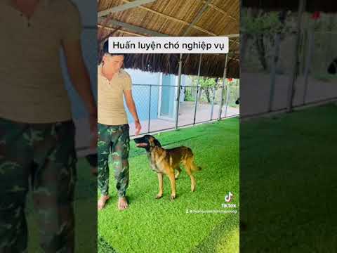 Video Trường Huấn Luyện Chó Cảnh, Chó Nghiệp Vụ Hùng Cường
