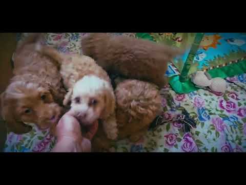 Cavapoo puppy for sale