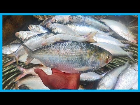 Amazing Fast Hilsa Fishing Skill (PART 44) - Catching Hilsa Fish Big on the Sea