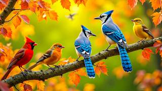 🌸 Relaxing Piano & Birdsongs | Serene Flower Garden Morning for Relaxation & Tranquility