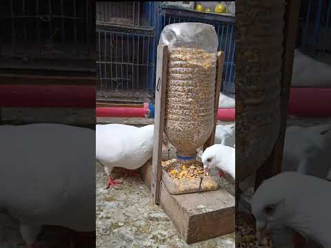 good  idea💡✅ ctto #amazing #pigeon #kalapati #kalapatids