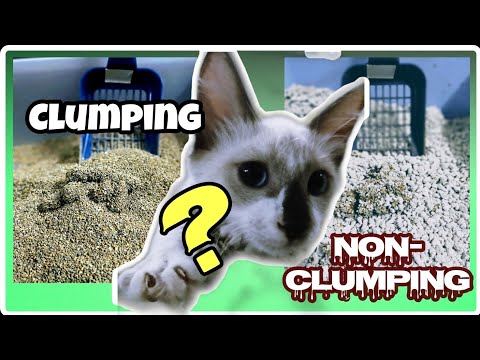 Clumping or Non-clumping Cat Litter Sand | Which is Better? | Matangpusa
