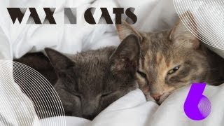Wax n&#39; Cats #6