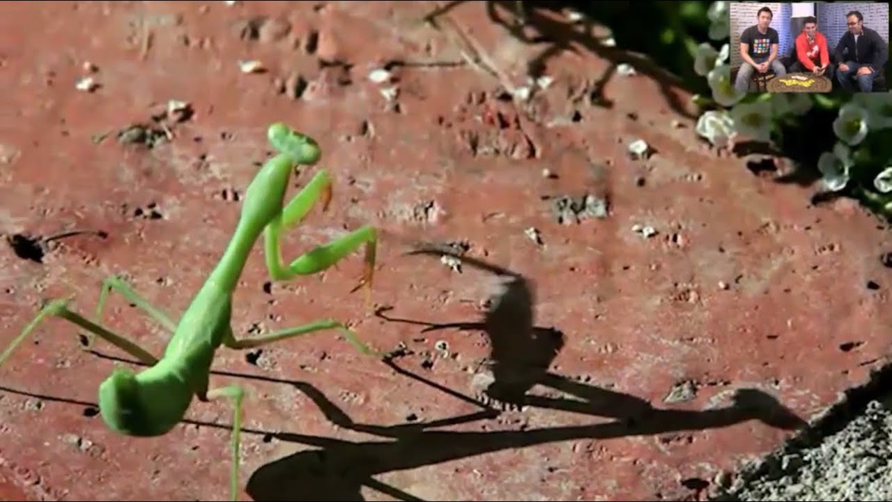 YouTube Developers Live: BuzzFeed