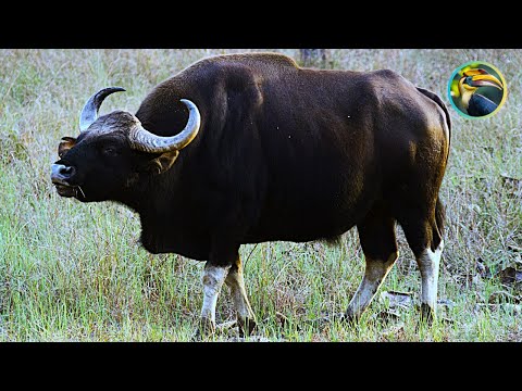 The Most Beautiful South Asian Animals | A Conservation Journey